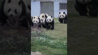 Panda Kindergarten‘s Outdoor Exercise #pandacubs #kindergarten #pandalover #cute #chengdupandabase