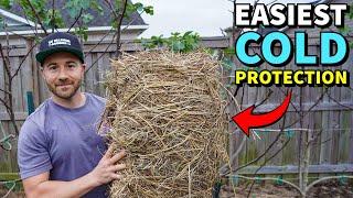 The EASIEST Fruit Tree COLD PROTECTION Method In The World!