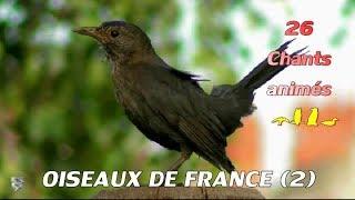 BIRDS OF FRANCE (2) - Recognize 26 songs of birds