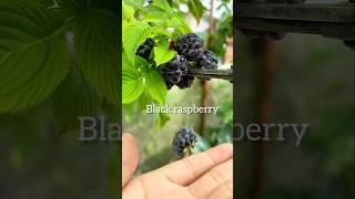 Organic berries 🫐#viralvideo #gardening #shortpants #garden#shorts #short