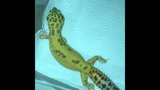 Leopard Gecko Breeding Follow Up Is Dream Gravid??