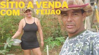 SÍTIO A VENDA COM MUITO FEIJÃO