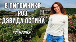 В гостях у роз: ПИТОМНИК РОЗ Дэвида Остина | Волшебный мир и мечта любого садовода