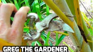 HOW TO PRUNE A PALM TREE - Greg The Gardener