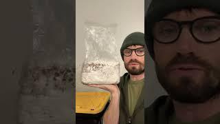 Mycelium Failure #mycology #cultivation