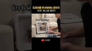 드라이룸 무서워하는 강아지, 이것 하나로 얌전해졌어요