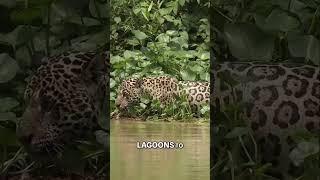 Jaguar: The Apex Predator of the Pantanal