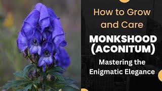 Mastering the Enigmatic Elegance: How to Grow and Care for Monkshood (Aconitum)