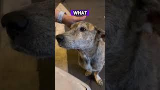 What This Girl Did Made This Dog Cry!   