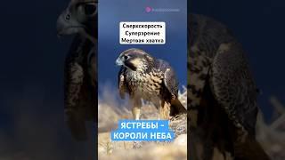  ТРИ ФЕНОМЕНАЛЬНЫЕ СПОСОБНОСТИ ЯСТРЕБА #природа #факты #ястреб #птицы #способности