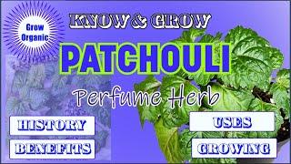 Perfume Herb | Know and Grow Patchouli   Pogostemon cablin  Medicinal Herb #aseedtolife #seedtolife