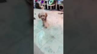 FREE to a good home- Pet Corner Dubai UAE
