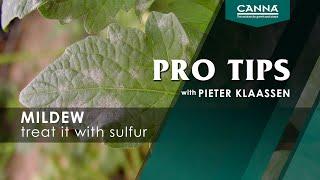 CANNA PRO TIPS mildew