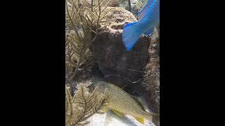 Sea Sponge and coral. #seasponge #sponge #underwater  #underwaterenvironment