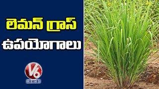 Herbal Tea Plant That Cures Nervousness And Insomnia | Lemon Grass | Inti Mokalu | V6 News