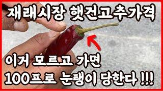 여름 햇건고추 묵은건고추 구별법 알면 재래시장에서 절대 눈탱이 안맞는다