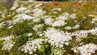 Лондон Сады Хамптон Корт 2024  (Часть 1 ) - London Hampton Court 2024 #london  #flowers #garden