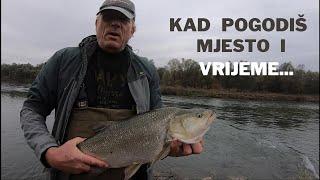 Boleni na površince ( Asp on topwater lures )