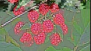 blackberries rubus sectio rubus fruits berries 48156