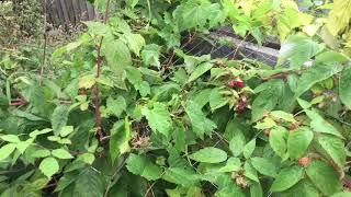 Raspberry Week - When to Harvest Raspberries