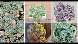 Growing Happy And Healthy Dunce Cap Succulents