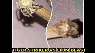 Tiger Striker vs Lion Beast Ultimate Fight!!!