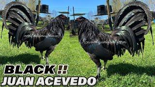 BLACK !! Juan Acevedo Farm Kentucky | Beautiful Show Black Birds