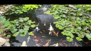 My pond view with koi fish September 2022