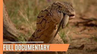 Australia’s Remarkable Reptiles - Lizards of Oz | Full Documentary