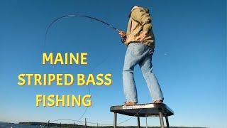 Maine Striper Fishing | Coastal Fly Angler