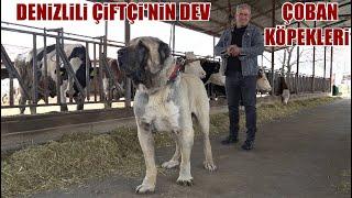 DEV GİBİLER GERÇEKTEN YOK BÖYLE BİR ŞEY !! HAYALİM DEKİ ANADOLU ÇOBAN KÖPEKLERİN DEN YAVRU ALIYORUM