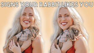 Does Your Rabbit Actually Like You? Signs to Look For
