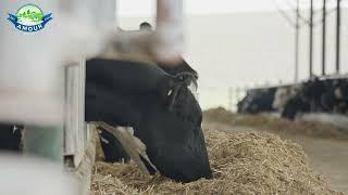 Social media video for Dairy farm marketing.