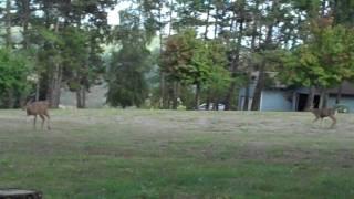 Deer