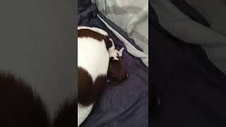 Рождение чихуа