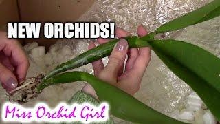 Unboxing Orchids from Miracle Orchids