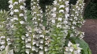 Bears Breech Acanthus mollis plants bloom