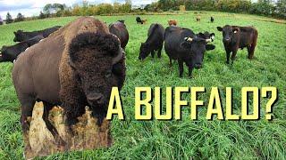 WE BOUGHT A BUFFALO!!