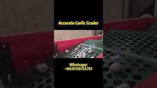 See How You Will Increase Processing Speed with Garlic grading Machine!