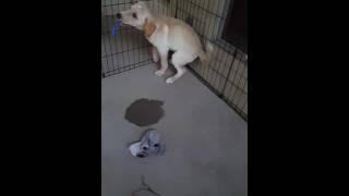 Buddy/Penny