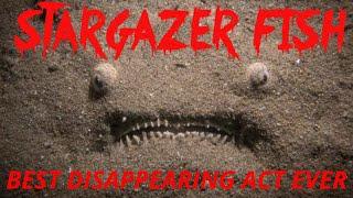 Stargazer Fish BEST DISAPPEARING ACT EVER Monster Fish Sea Creature | Falcon Aquarium Services