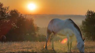 Summer Solstice on the Farm!