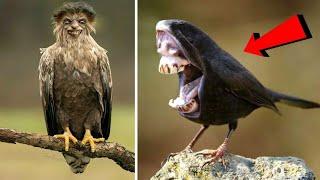 20 STRANGE BIRDS YOU WON'T BELIEVE EXIST!