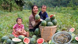 Harvest a giant watermelon garden to sell at the market - catch fish, cook with your children