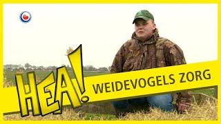 HEA! Jacob zorgt voor de weidevogels