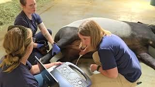 Tapir Yuna is pregnant!