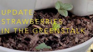 Greenstalk Update -  Strawberries growing!