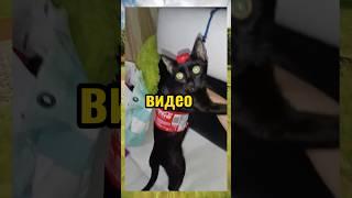 ВИРУСНЫЕ ВИДЕО / Кока-кола 