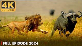 LIFE OF SAVANNAH | Apex Predators Survive in the Heart of Africa | Nature Animal Documentary