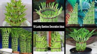 10 Amazing Lucky Bamboo Plant Decoration Ideas | How to Shape Lucky Bamboo | Lucky Bamboo Plant